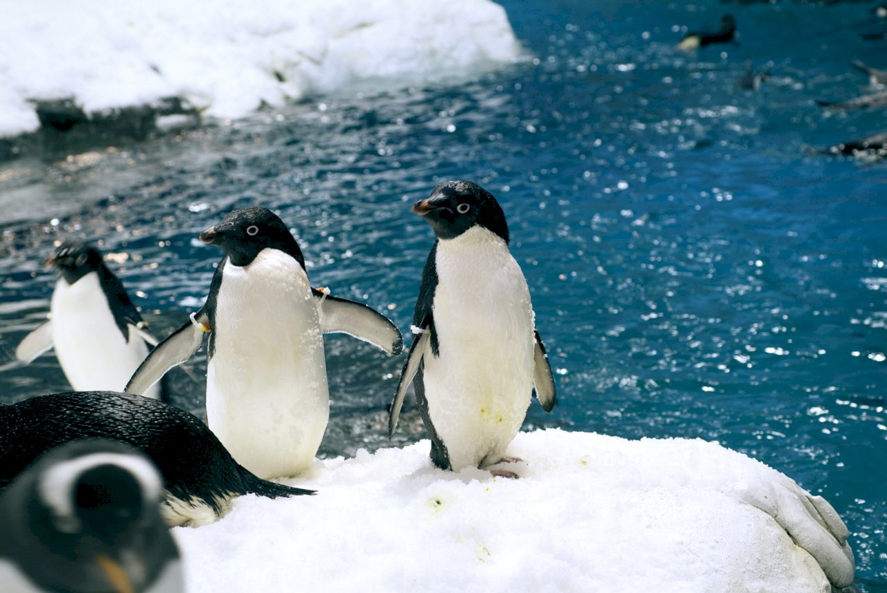 海生館標售企鵝引討論 飼養須仿南極日照才健康