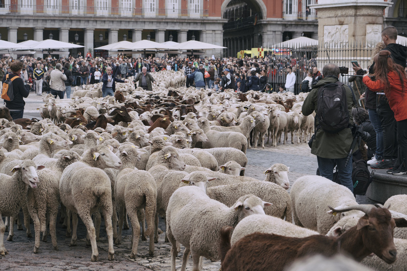 西班牙遷徙放牧節 「羊羊得意」占領馬德里街頭