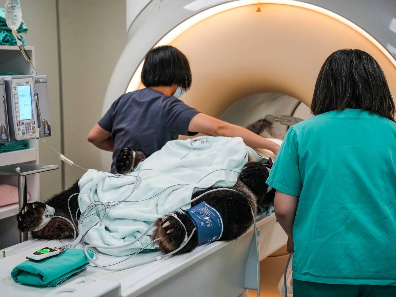「團團」2度MRI檢查   腦部惡性腫瘤機率增