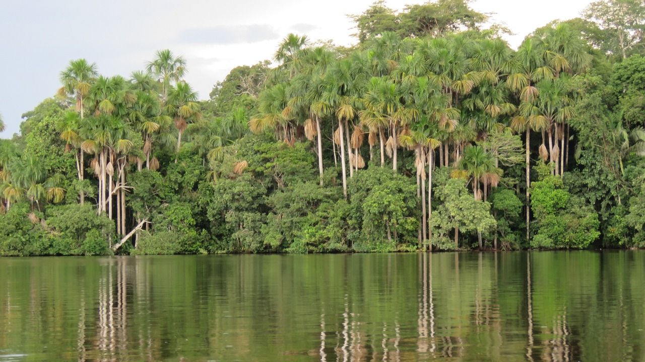 巴西環境部長：亞馬遜雨林國家將設立雨林科學小組