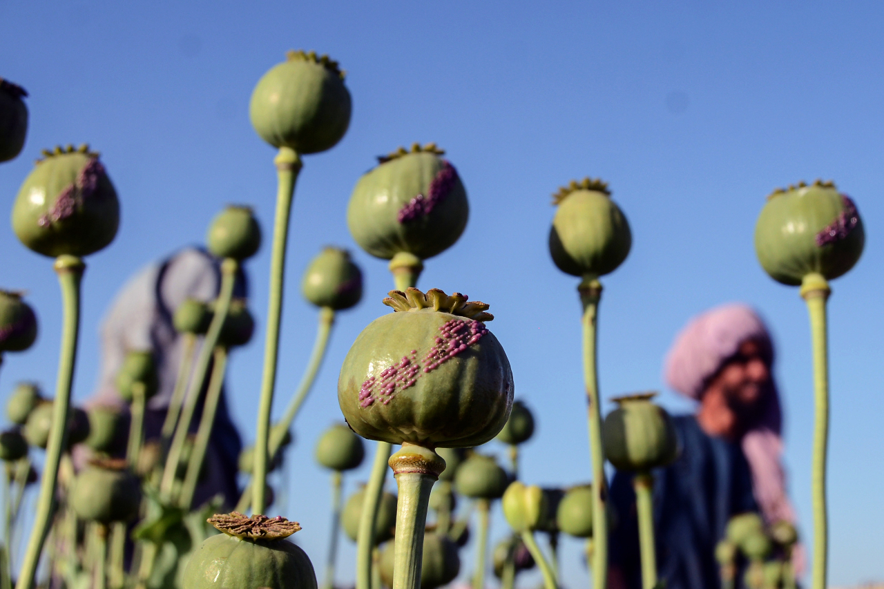 聯合國：價格飆升 助長阿富汗罌粟種植