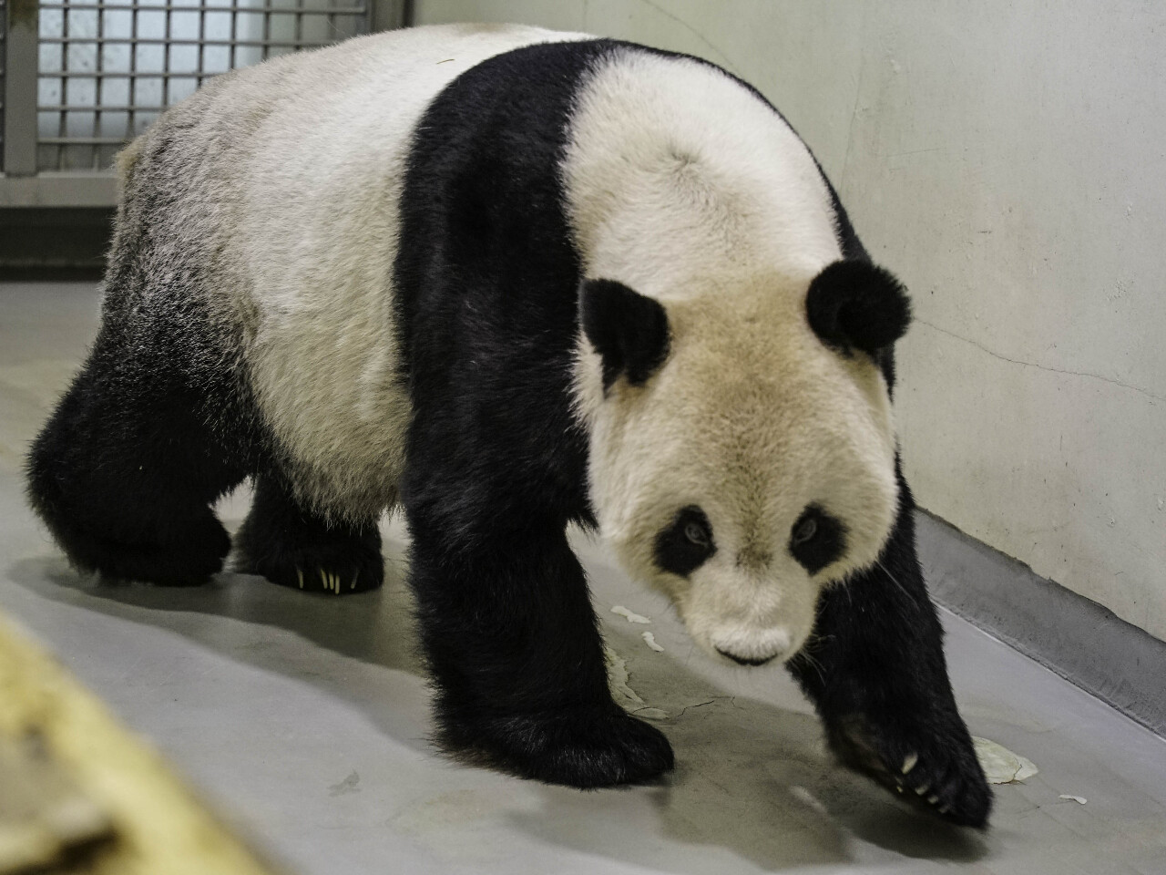 台北市動物園：大貓熊團團所有權屬台北