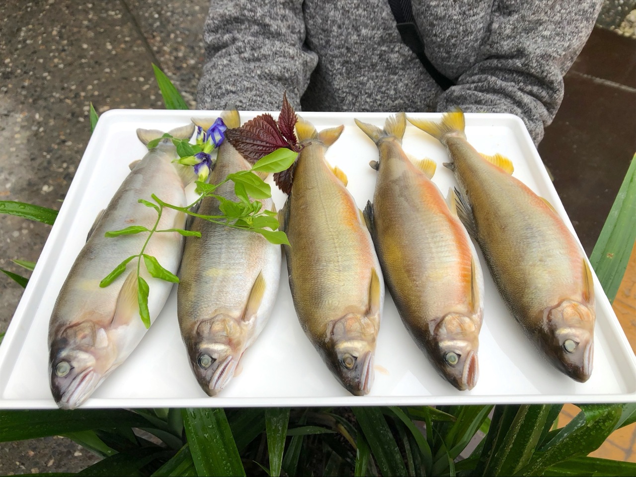 台灣溪流曾經有野生香魚? 公香魚吃肉 母香魚吃卵 你懂挑嗎 ?