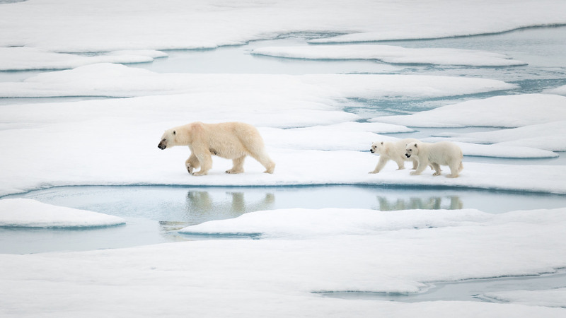 台灣旅遊業者勘查景點 北極熊一家3口現蹤