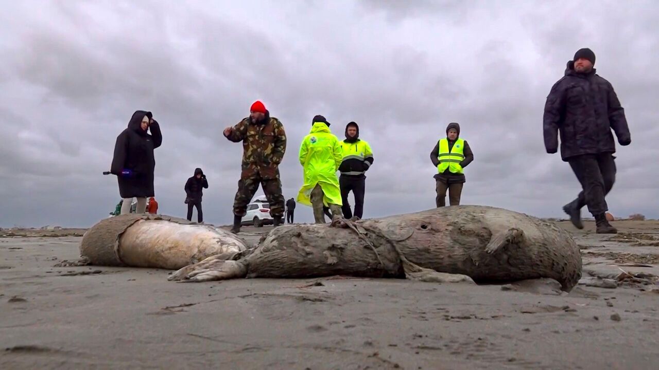 俄羅斯裏海沿岸約2500頭海豹死亡 確切原因不明
