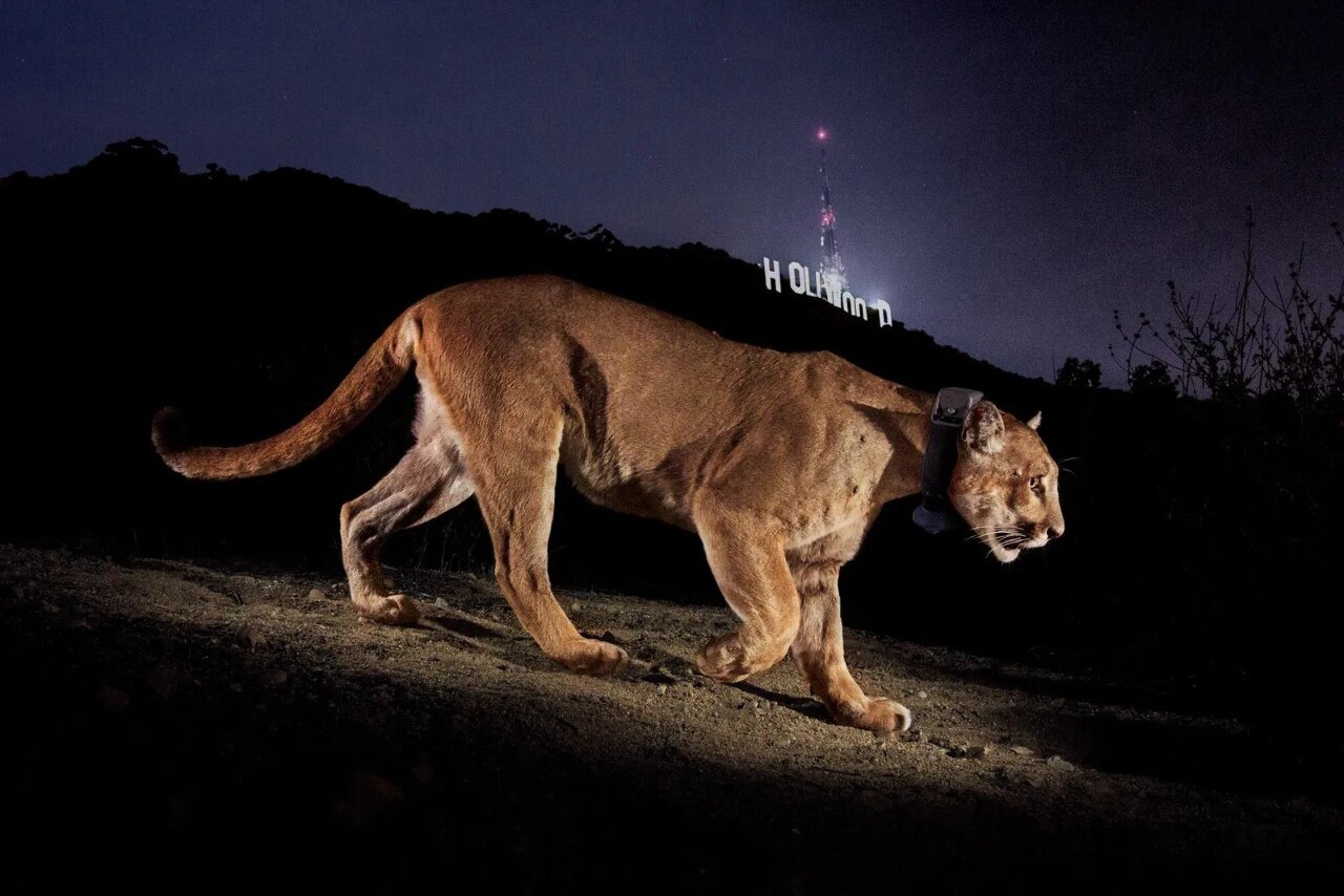 「好萊塢大貓」安樂死 梭巡洛杉磯地標身影不再