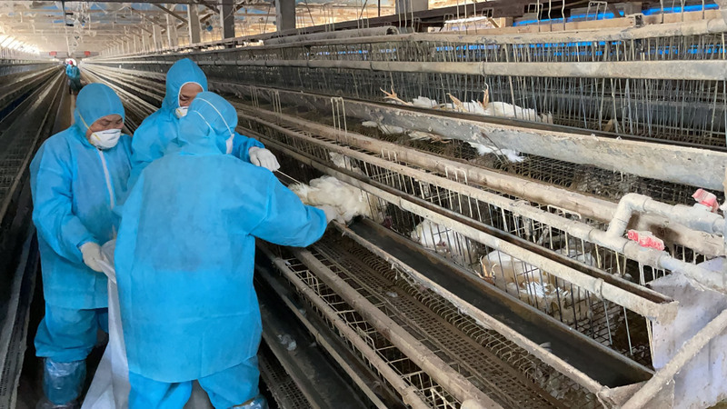 嘉縣1雞場確診禽流感 撲殺逾3.6萬隻