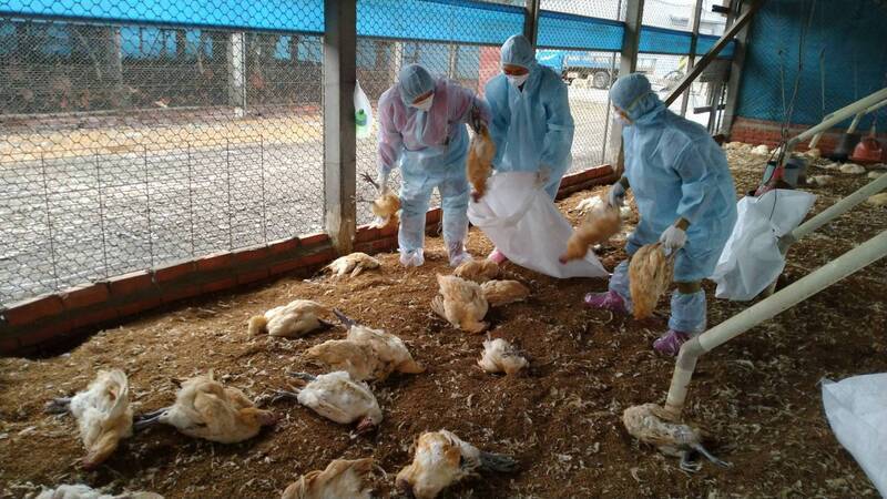 彰化土雞場確診禽流感 去年以來全台共48例