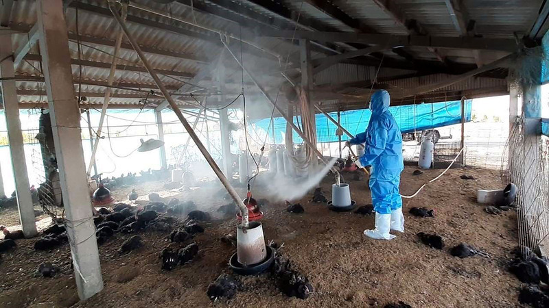 雲林2土雞場爆禽流感  撲殺近1.6萬隻雞