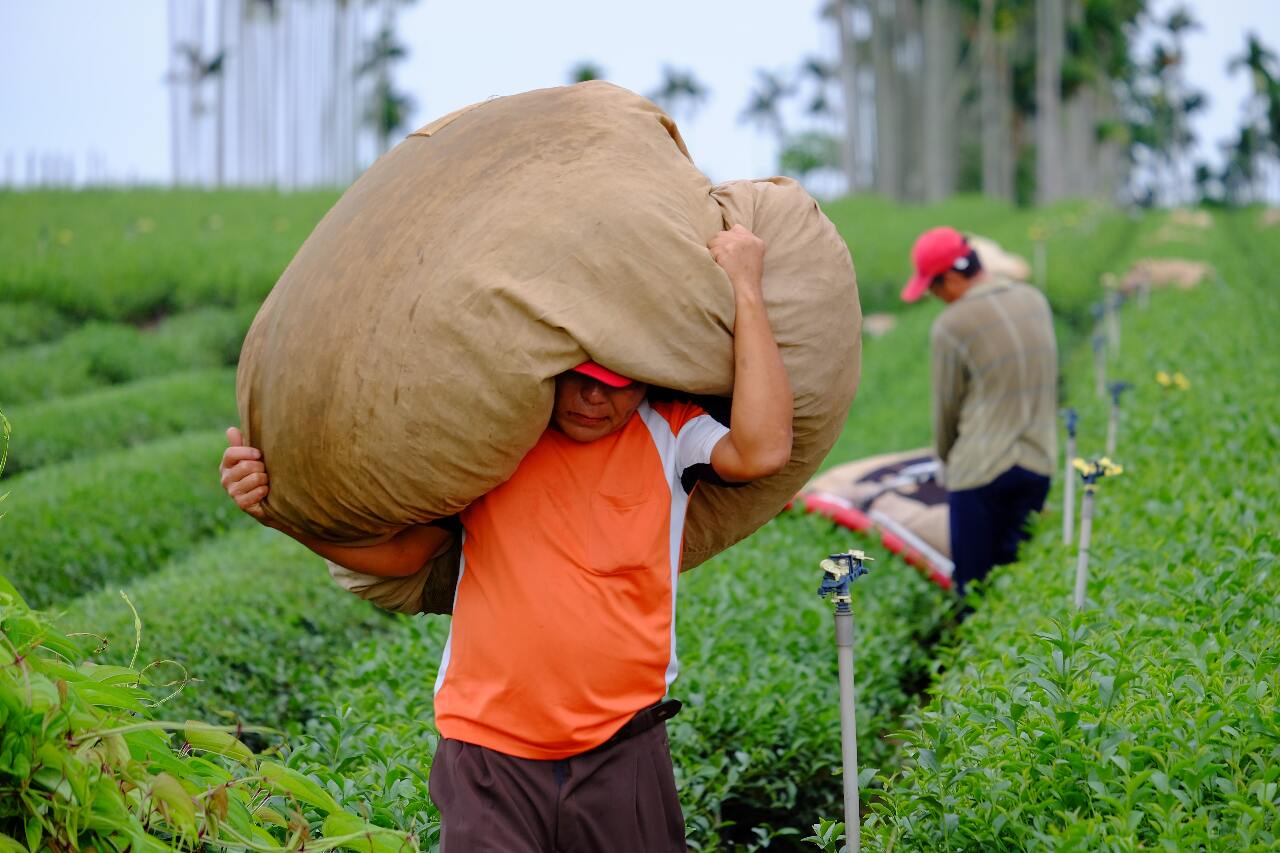 台印達共識  最快9月引進農業移工