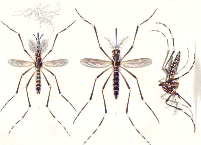 出現超強抗藥性 研究：亞洲蚊子威脅日增