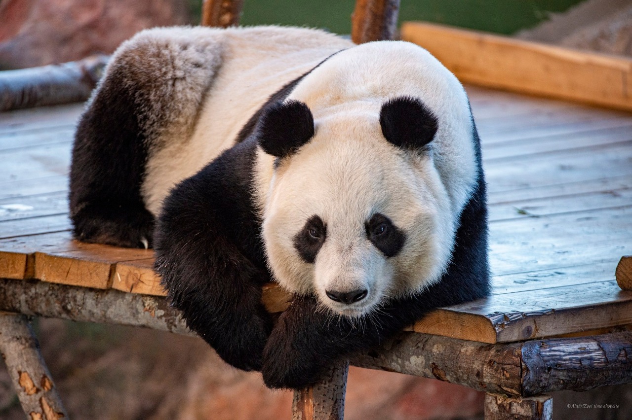 養不起太燒錢 芬蘭動物園2隻貓熊恐被迫歸還中國