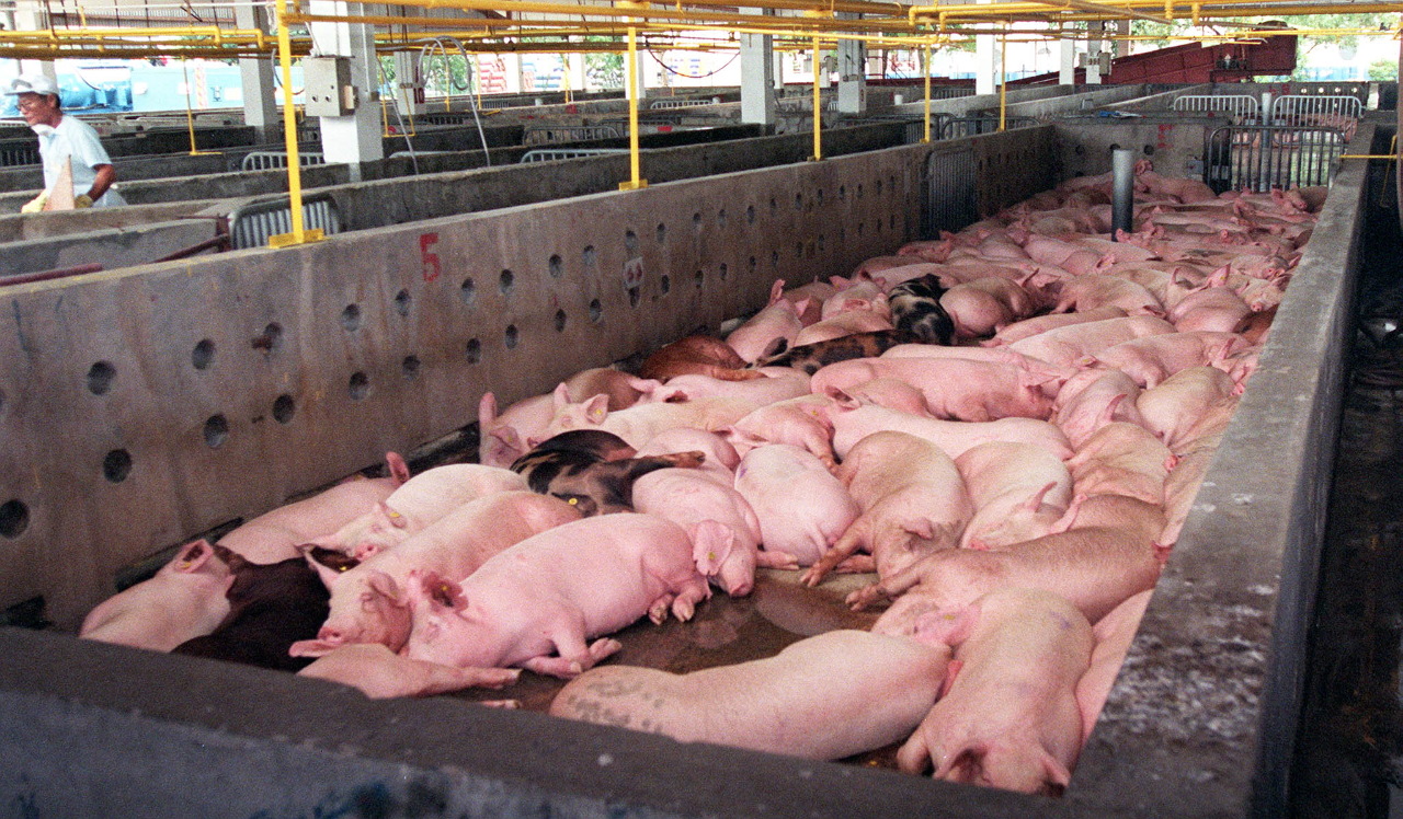 非洲豬瘟現蹤新加坡 當局密切關注野豬健康情況