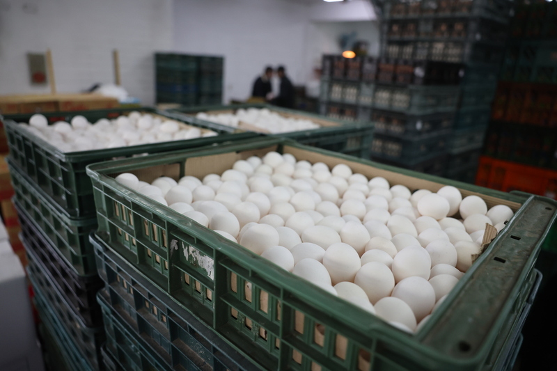 雞蛋日產增至11.8萬箱 農業部：朝目標12萬箱邁進
