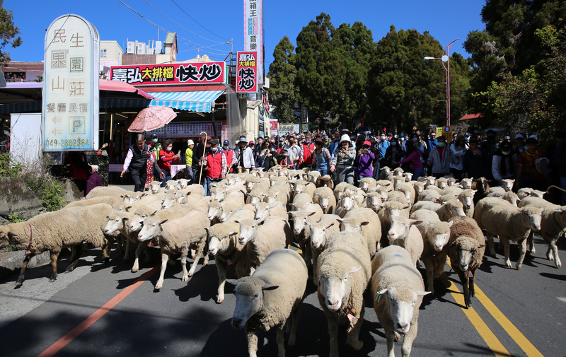 清境農場奔羊節今登場 百羊千人逛大街