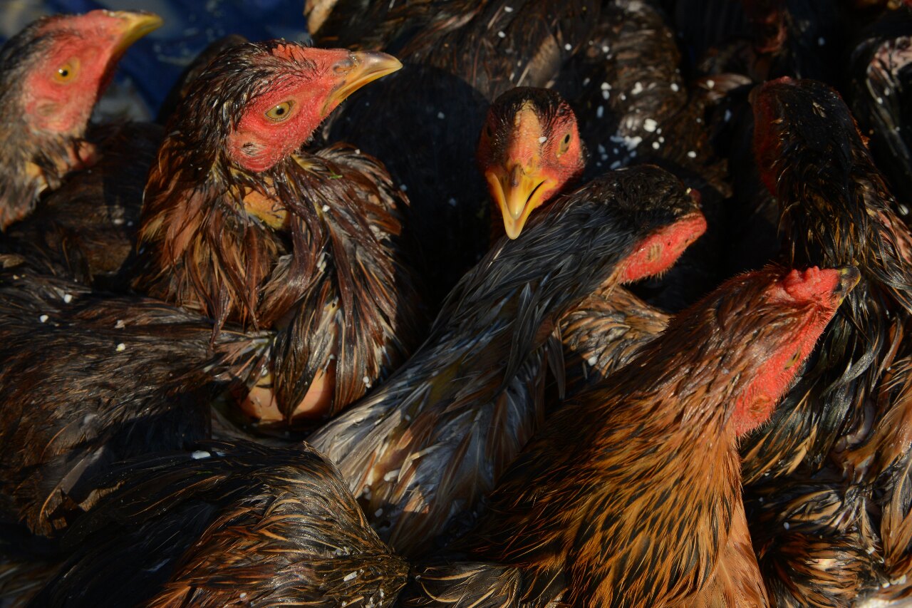 美國4州恢復為禽流感非疫區 防檢局：有助禽肉供應