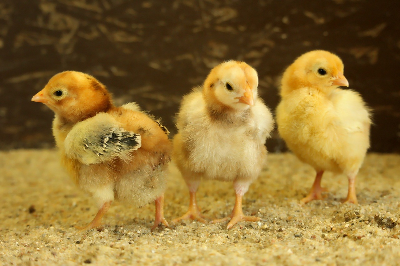 糧食安全拉警報！禽流感衝擊 中國雛雞價格翻三倍