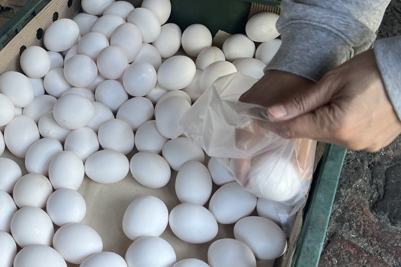 蛋價漲不停 雞蛋物價指數2年來已增近4成