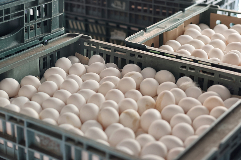 防雞蛋囤積不合理漲價 聯合小組稽查4大盤商