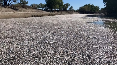 澳洲河川出現大量死魚 水中含氧量過低是元凶