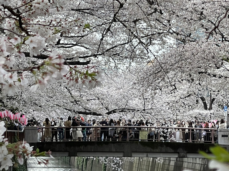 日本氣象協會預測 東京櫻花3/19綻放、3/25盛開