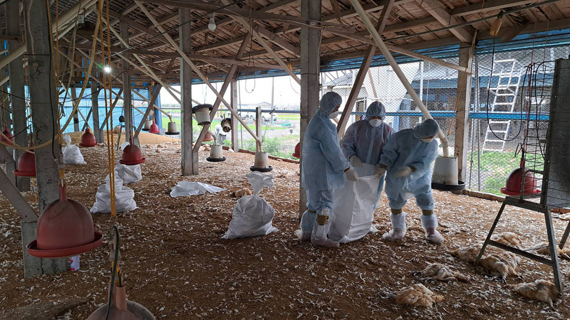 台中、彰化與新竹縣各1禽場  確診H5N1禽流感