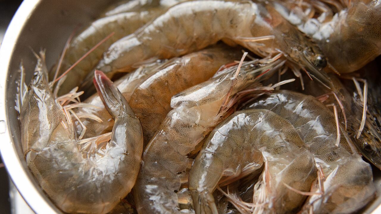 與台灣斷交威脅生計 宏都拉斯養蝦業擔憂未來
