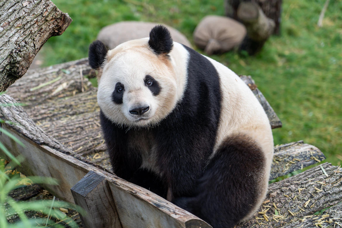 英媒：英國唯一一對大貓熊12月初返回中國