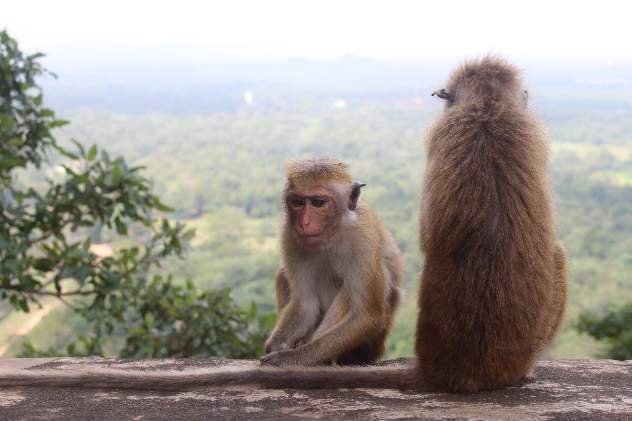 經濟危機持續 斯里蘭卡擬售特有種獼猴給中國