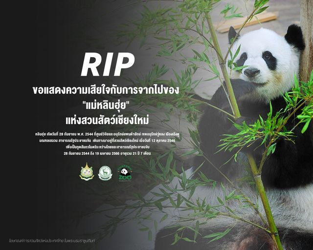 原訂10月送返中國 泰國動物園貓熊林惠過世