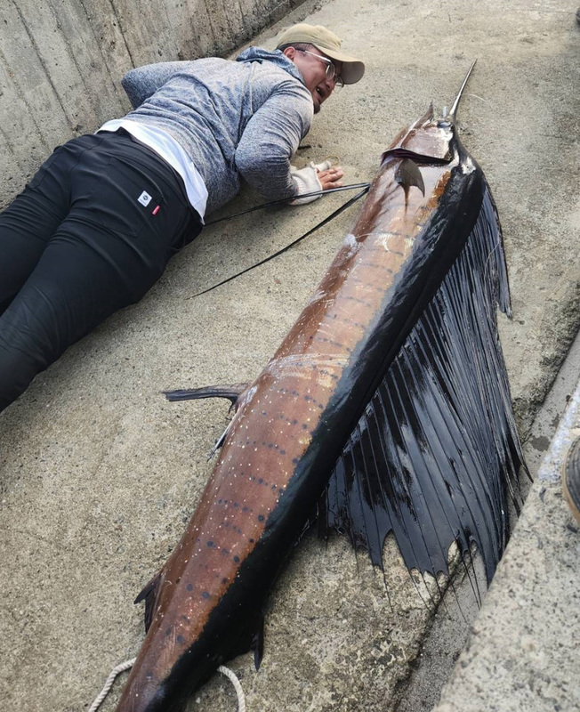 港邊釣獲逾2米長雨傘旗魚 專家：相當罕見