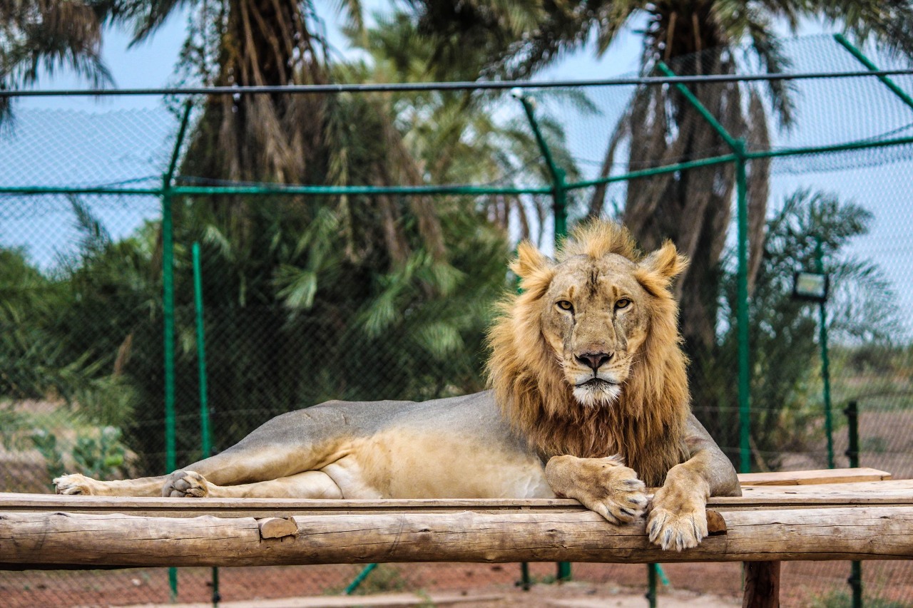 蘇丹內亂越演越烈 野生動物保護區獅子快沒東西吃