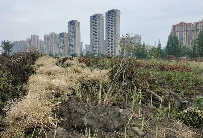 中國強推退林還耕 多地出現「退路還田」奇景