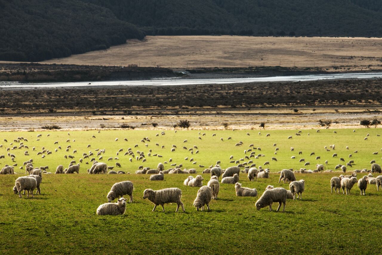 紐西蘭羊與人數量少於5比1 創歷史新低
