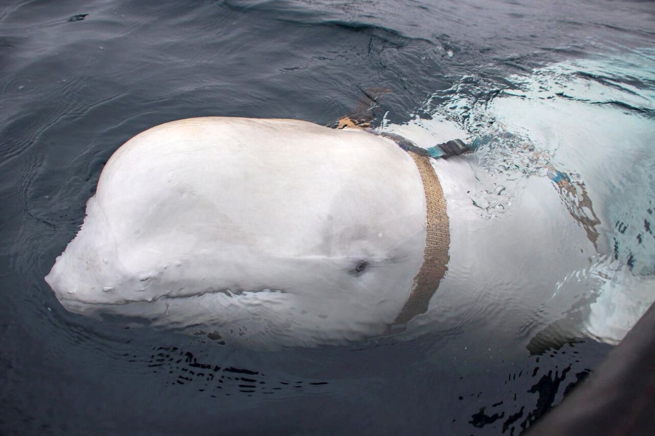 俄羅斯「間諜白鯨」 瑞典外海再次現蹤