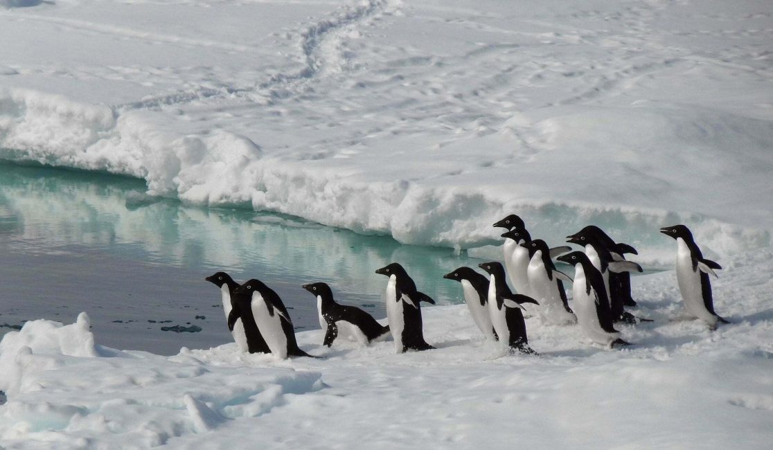 俄中阻撓 南極洲海洋保護區計畫再度流產