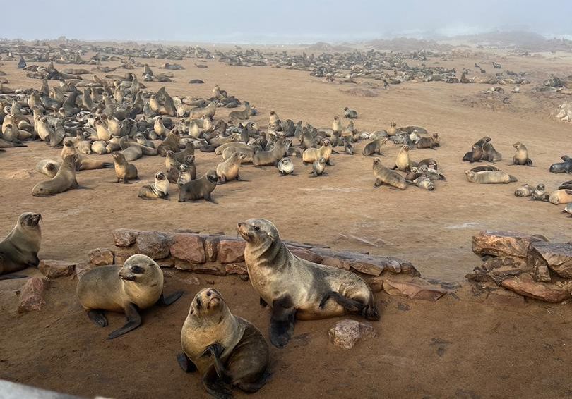 反對聲浪下納米比亞狩獵季開始 8.6萬海豹恐遭獵殺