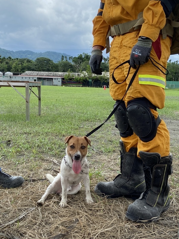 搜救犬IRO國際評量 台日8隊獲得證書