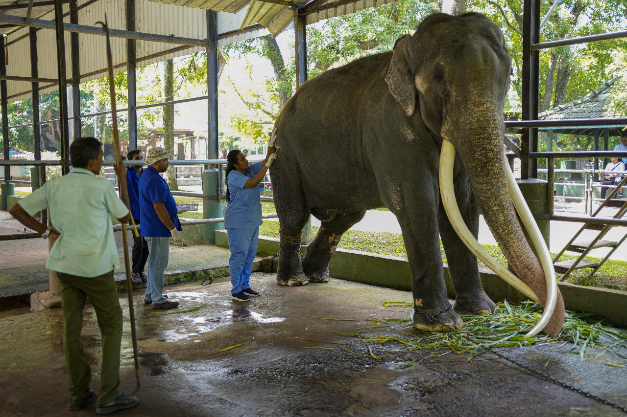 引爆外交爭端 受虐大象從斯里蘭卡返回泰國