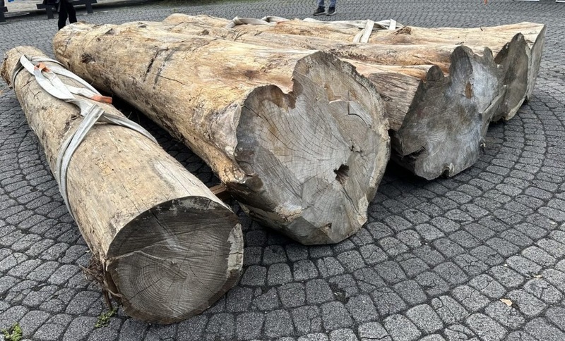 我捐5支人造林紅檜木助重建沖繩首里城