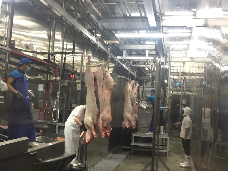 擦亮台灣豬肉品牌 屠宰場爭取HACCP認證
