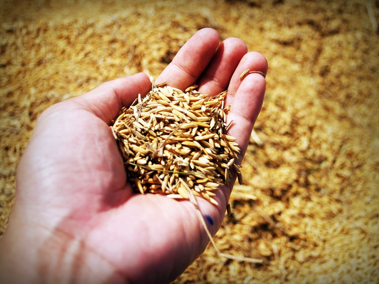 印度禁稻米出口 氣候變遷衝擊糧食供應警訊