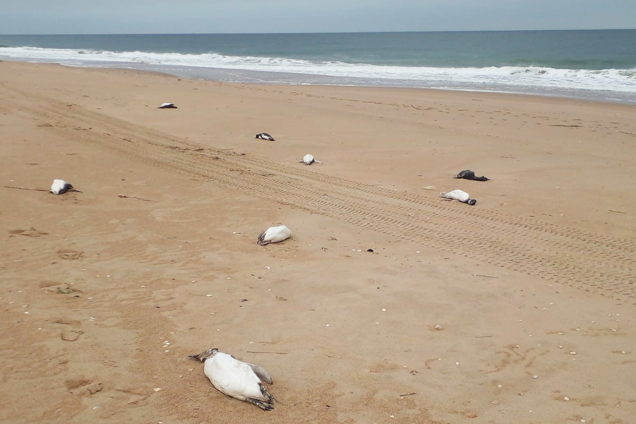烏拉圭海灘出現約2000隻企鵝屍體 原因不明