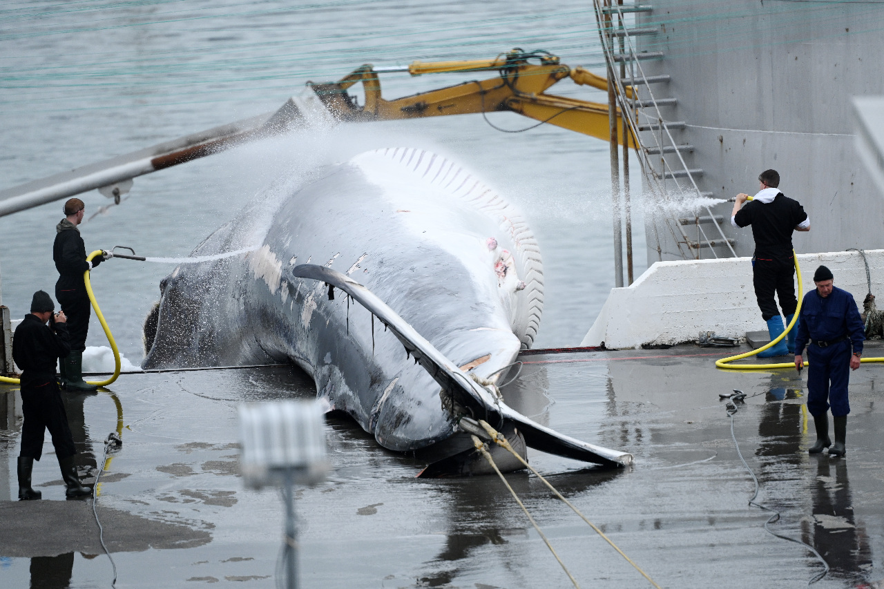 冰島告別血腥捕鯨 護鯨邁向重大里程碑