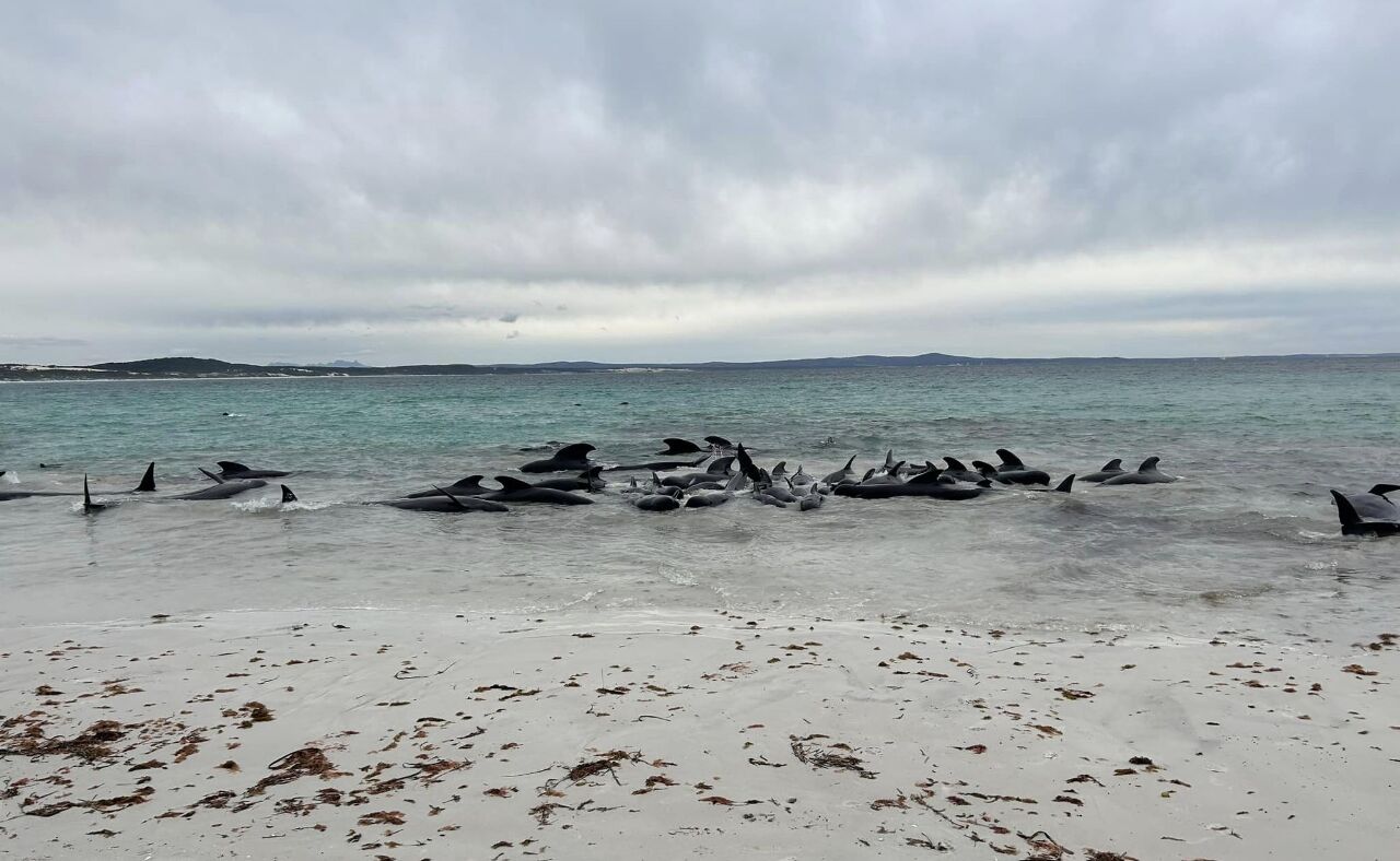 西澳州數十頭領航鯨擱淺 專家制定應對措施
