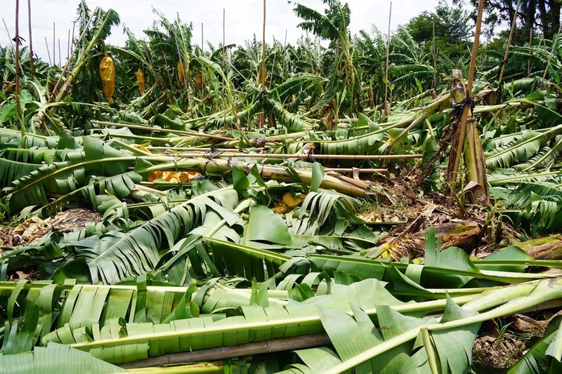 颱風杜蘇芮農損   屏東最傷；香蕉西瓜最嚴重