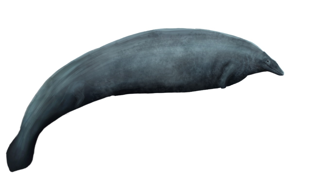 祕魯發現古代巨鯨化石 有望成史上最重動物