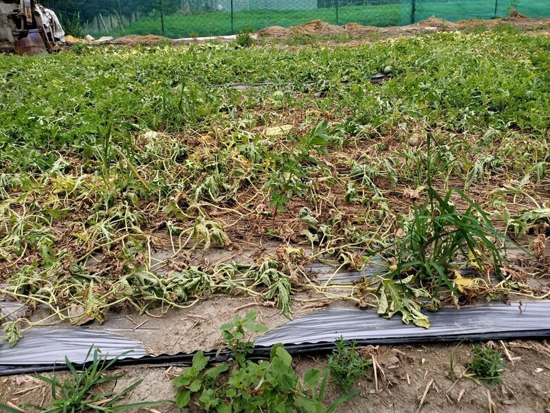 卡努颱風農損逾1.2億元 南投占9成最嚴重