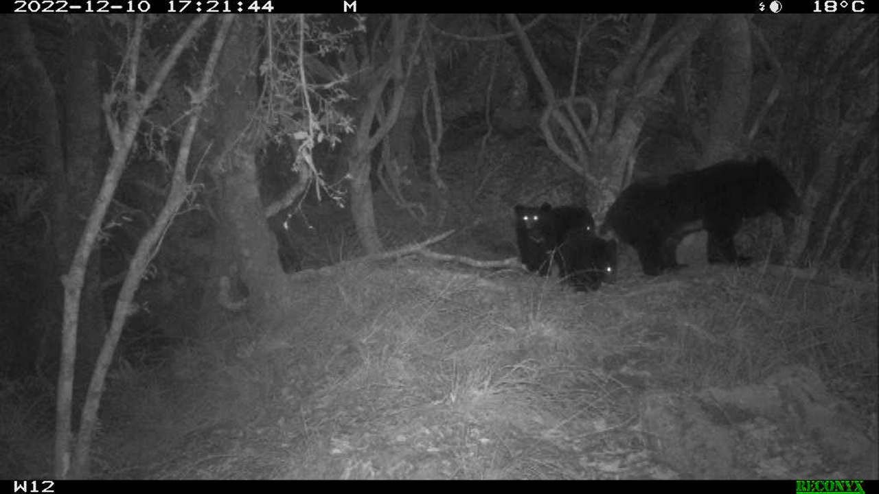 玉山台灣黑熊族群擴增 母熊帶3幼熊影像首次曝光