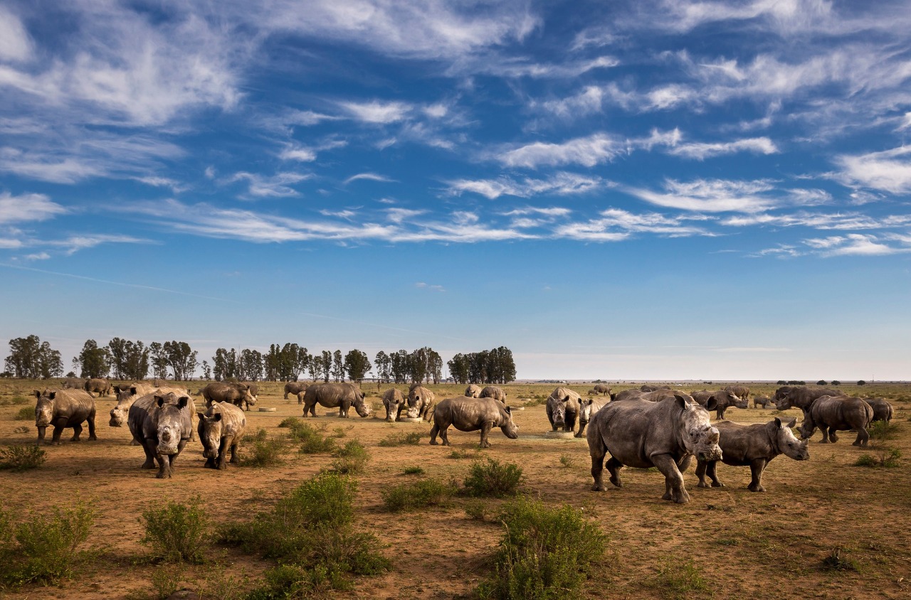 非洲犀牛數量增加 2012年以來首見好消息